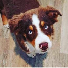 Miniature Australian Shepherd Puppies from Aussies Acre