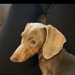 Pennie - Dachshund