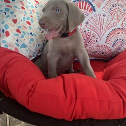 Boy 4 - Weimaraner puppy in Lone Camp, Texas from Bullard’s Weimaraners