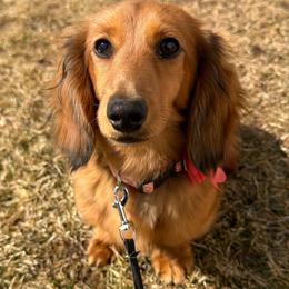 Kleo - Red female Dachshund puppy in Michigan from Hidden Haven Dachshunds