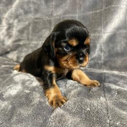 Nera - Black and tan female Cavalier King Charles Spaniel puppy in Fairmount, Indiana from Dream Maker Cavaliers