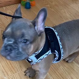 French Bulldogs from Madigan French bulldogs
