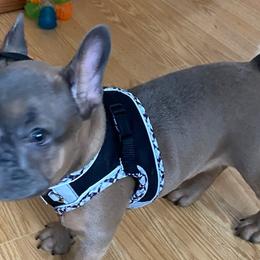 French Bulldogs from Madigan French bulldogs