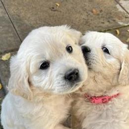 Golden Retrievers from Puppy Love, Hall's Goldens