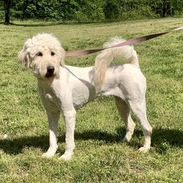 Dot - Goldendoodle