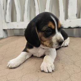 Purple - Black tan and white female Beagle puppy in Henefer, Utah from Lazy G Kennels