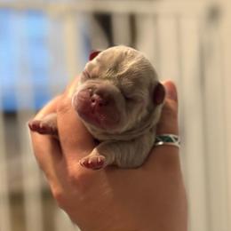 Lilac Merle with Tan Points - Tricolors male French Bulldog puppy in Grafton, Ohio from K&J Frenchies