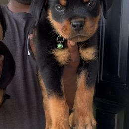 Grey collar boy - Black and mahogany male Rottweiler puppy in Beebe, Arkansas from Rottweilers Vom Haus Forte
