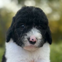 Dotty - Black and white female Sheepadoodle puppy in Fayette, Alabama from Luxapallila Sheepadoodles