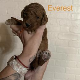 Everest - Red  male Poodle puppy in Mount Vernon, Illinois from AMC Poodles