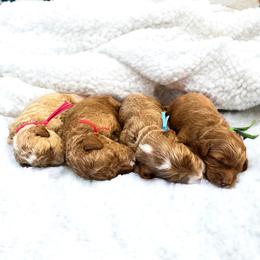 Cavapoo Puppies from My QT Doodles