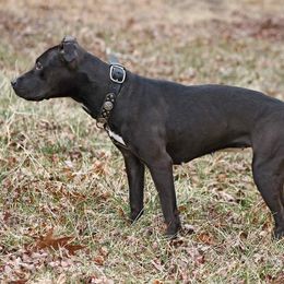 American Pit Bull Terrier All Grown Up from Steel Ridge APBTs