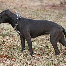 American Pit Bull Terrier All Grown Up from Steel Ridge APBTs