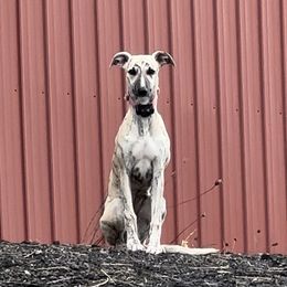 Whippet Puppies from Sara's Whippets