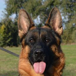 ASTRA - Black and red female German Shepherd puppy in Clinton, Arkansas from 501 Shepherds