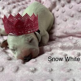 Snow White - Dalmatian puppy in Haines City, Florida from Magnolia & Sullivan Dalmatians