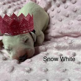 Snow White - Dalmatian puppy in Haines City, Florida from Magnolia & Sullivan Dalmatians