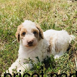 Goldendoodle and Sheepadoodle Puppies from Paw City Doodles