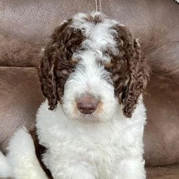 Goldendoodles and Poodles from Weaver Poodles and Doodles