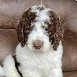 Goldendoodles and Poodles from Weaver Poodles and Doodles