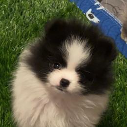 Luke - Black parti male Pomeranian puppy in Arizona from Ma Petite Amore Pomeranians