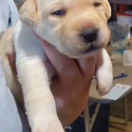 Labrador Retriever Puppies from Heartride Labradors