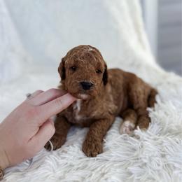 Cayden - Apricot male Goldendoodle puppy in Reeds Spring, Missouri from As Good As Goldendoodles and more