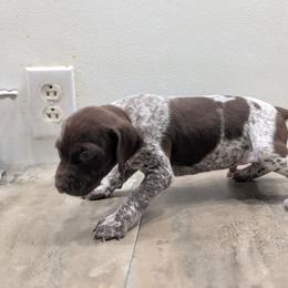 Liver Boy 9167 - Liver and white male German Shorthaired Pointer puppy in Spring Hope, North Carolina from Hogan’s Lowrider Hounds