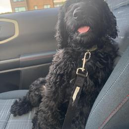 Dachshund, Labradoodle, and Labrador Retriever All Grown Up from Muddy Bay Kennels