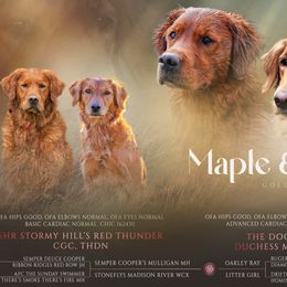 Golden Retriever puppies from The Dogstead