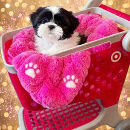 Shichon and Shih Tzu Puppies from Angie’s Teddy Bear Puppies Minnesota