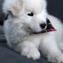 Samoyed Puppies from Morning Star Samoyeds