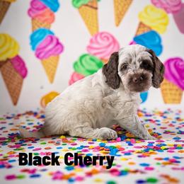 Black Cherry - Blue roan female Cockapoo puppy in Ellenburg Center, New York from Kristin's Puppies