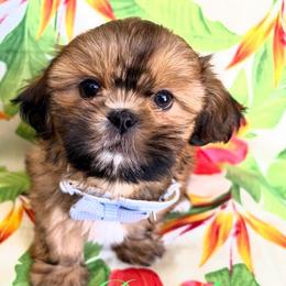 Dwight - Red male Shih Tzu puppy in Hemet, California from Aloha Shih Tzu