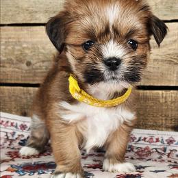 April - Red female Lhasa Apso puppy in Jefferson, New York from Absolute Lhasa Love