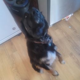 Australian Shepherds from Wonder Wild Australian Shepherds