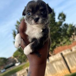 Star - Silver and white female Chihuahua puppy in Charlotte, North Carolina from Lawinski’s Chihuahua World