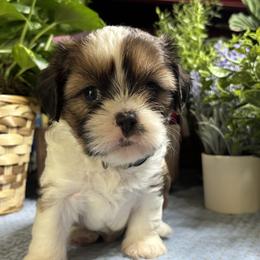 Conway - Black gold and white male Cavatzu puppy in Grove, Oklahoma from Rocky Oak Cavaliers & Biewer Terriers LLC