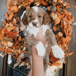 Purple - Red  female Goldendoodle puppy in Beecher, Illinois from Cherry Lane Doodles
