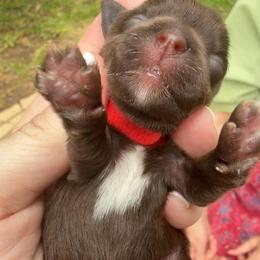 Red collar Meiji - Liver female Miniature Schnauzer puppy in Temple, Texas from Schnauzers Of Taylor