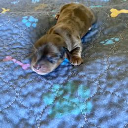 Girl 3 - female Dachshund puppy in Wolf Lake, Indiana from Canisteo Dachshunds