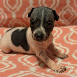 Gravy - White and black female American Hairless Terrier puppy in Phoenix, Arizona from Bare Valley