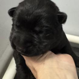 Daisy girl - Black female German Shepherd puppy in Fredericksburg, Virginia from Trinity German Shepherd Dogs