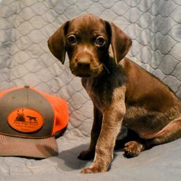 German Shorthaired Pointer Puppies from Jenny Ridge Kennels