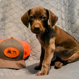 German Shorthaired Pointer Puppies from Jenny Ridge Kennels