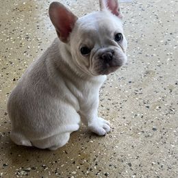 French Bulldog Puppies from Pk Frenchies