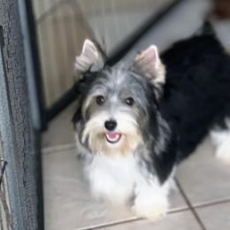 Panda - Yorkshire Terrier