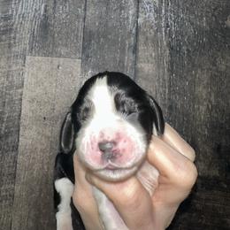 Adley - Black and white female English Springer Spaniel puppy in Winchester, Kentucky from Hidden Springs Farm