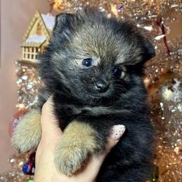 Ozzy - Wolf sable female Pomeranian puppy in Springfield, Missouri from Hope Mountain Pomeranians