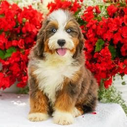Sienna (blue-eyed socialization program grad) - Blue merle female Bernedoodle puppy in Dundee, Ohio from Down Home Doodle